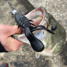 ブラックバス