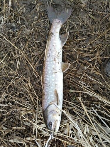 アメマスの釣果