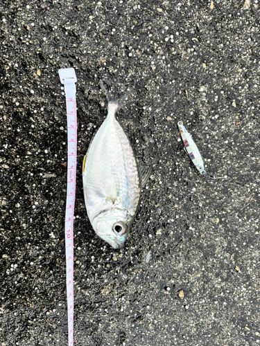 コバンヒイラギの釣果