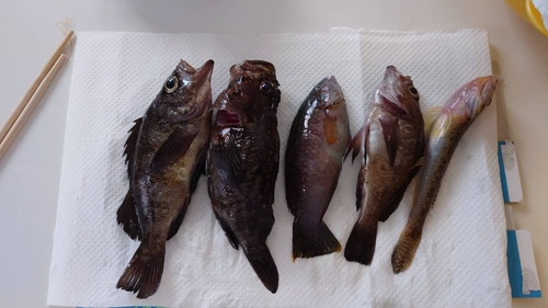 アイナメの釣果