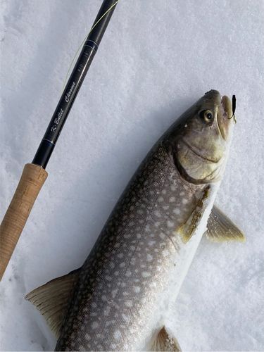 アメマスの釣果