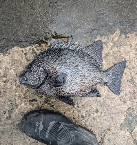 イシガキダイの釣果