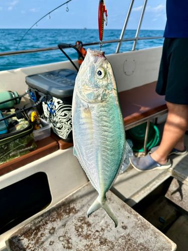 シマアジの釣果