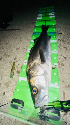 シーバスの釣果