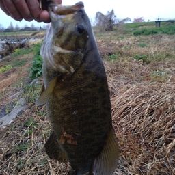 スモールマウスバス