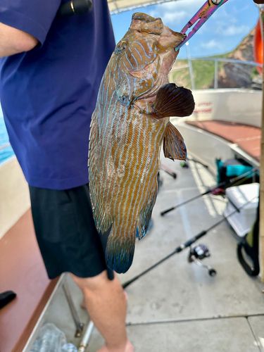 アオスジハタの釣果