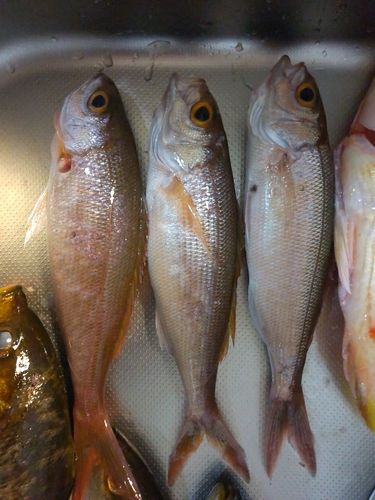 ヒメダイの釣果