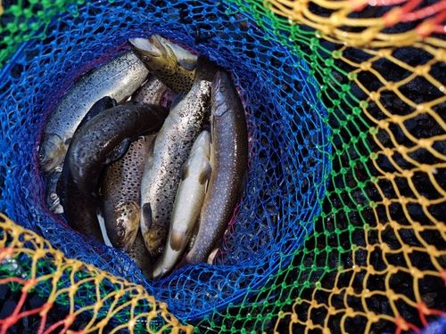 ブルックトラウトの釣果