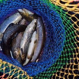 ブルックトラウト