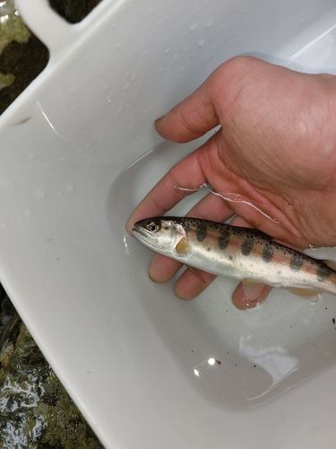 ヤマメの釣果