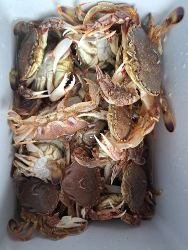 カニの釣果