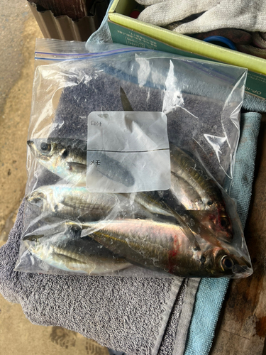 アジの釣果