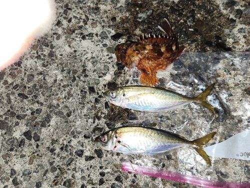 アジの釣果