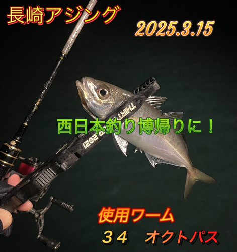 アジの釣果