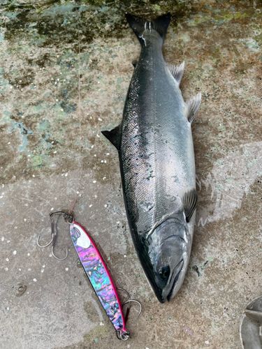 サクラマスの釣果