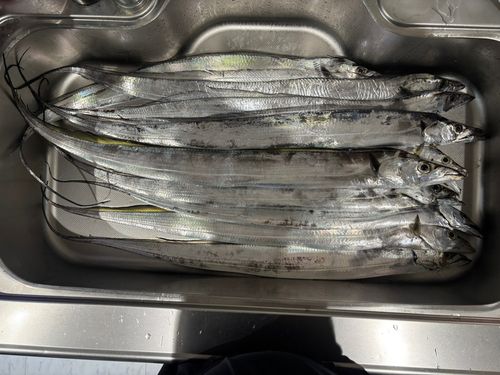 タチウオの釣果