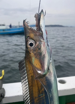 タチウオの釣果