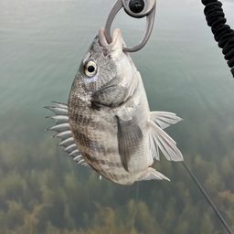 チヌ