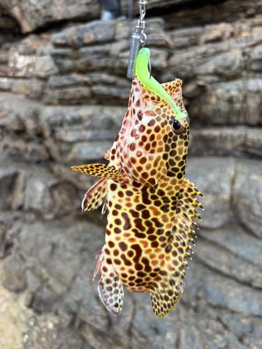 イシミーバイの釣果
