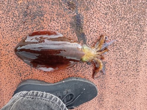 ミズイカの釣果