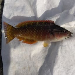 アカササノハベラ