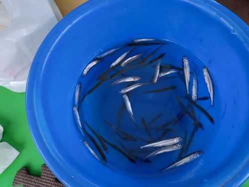 ワカサギの釣果