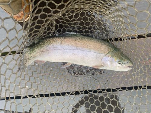 ロックトラウト