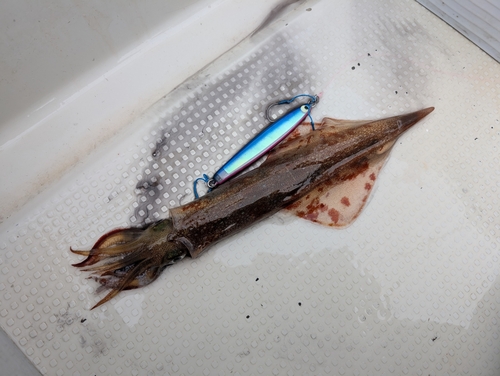 ヤリイカの釣果