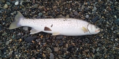 アメマスの釣果