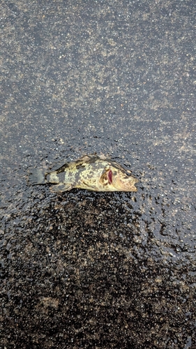 セントレア常滑港前島