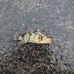 タケノコメバル