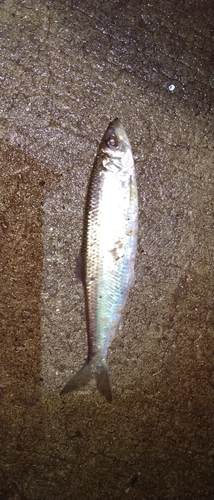 ニシンの釣果