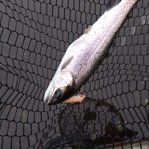 ニジマスの釣果