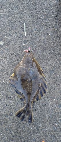 カワガレイの釣果