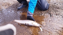 アメマスの釣果