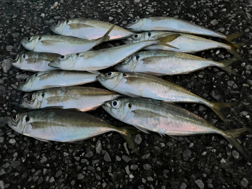 アジの釣果