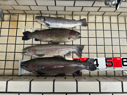 ニジマスの釣果