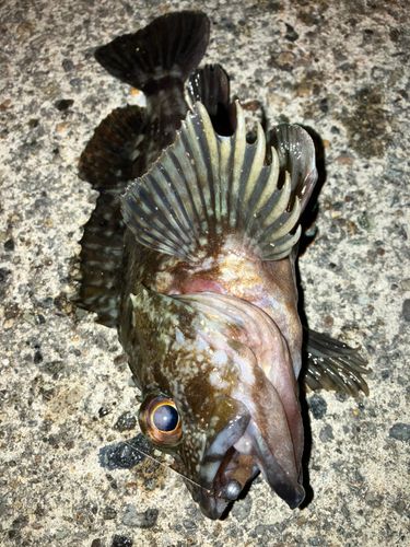 カサゴの釣果