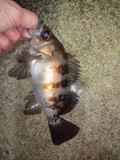 メバルの釣果