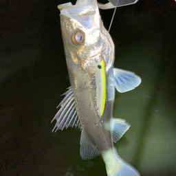 シーバス