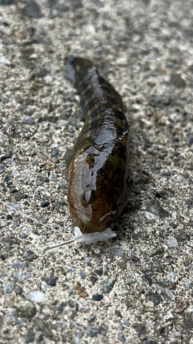 ドロメの釣果