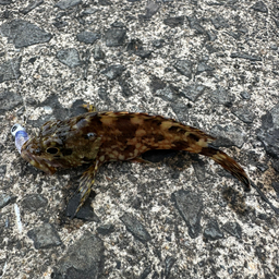 カサゴ