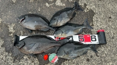 クチブトグレの釣果