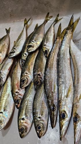 アジの釣果