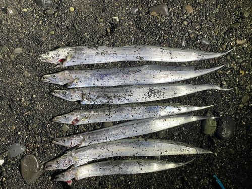 タチウオの釣果