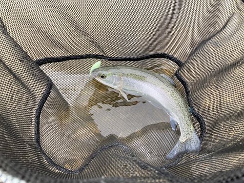 ヤシオマスの釣果