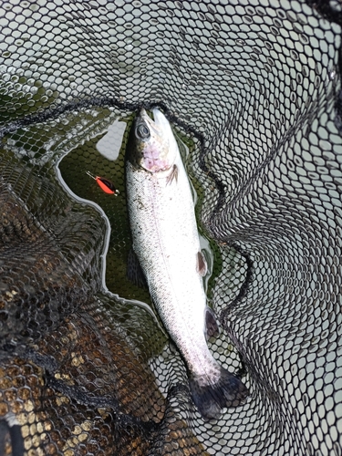 ニジマスの釣果