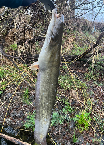 ナマズの釣果