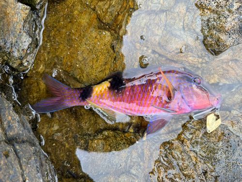 オジサンの釣果