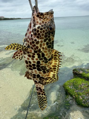 イシミーバイの釣果